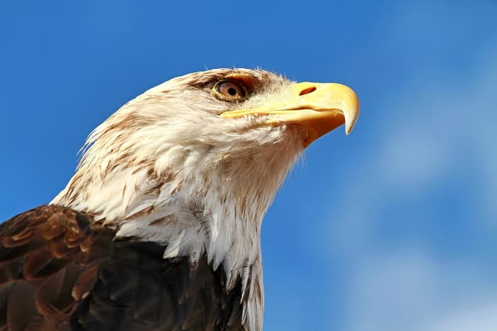 イーグルフライの使い方